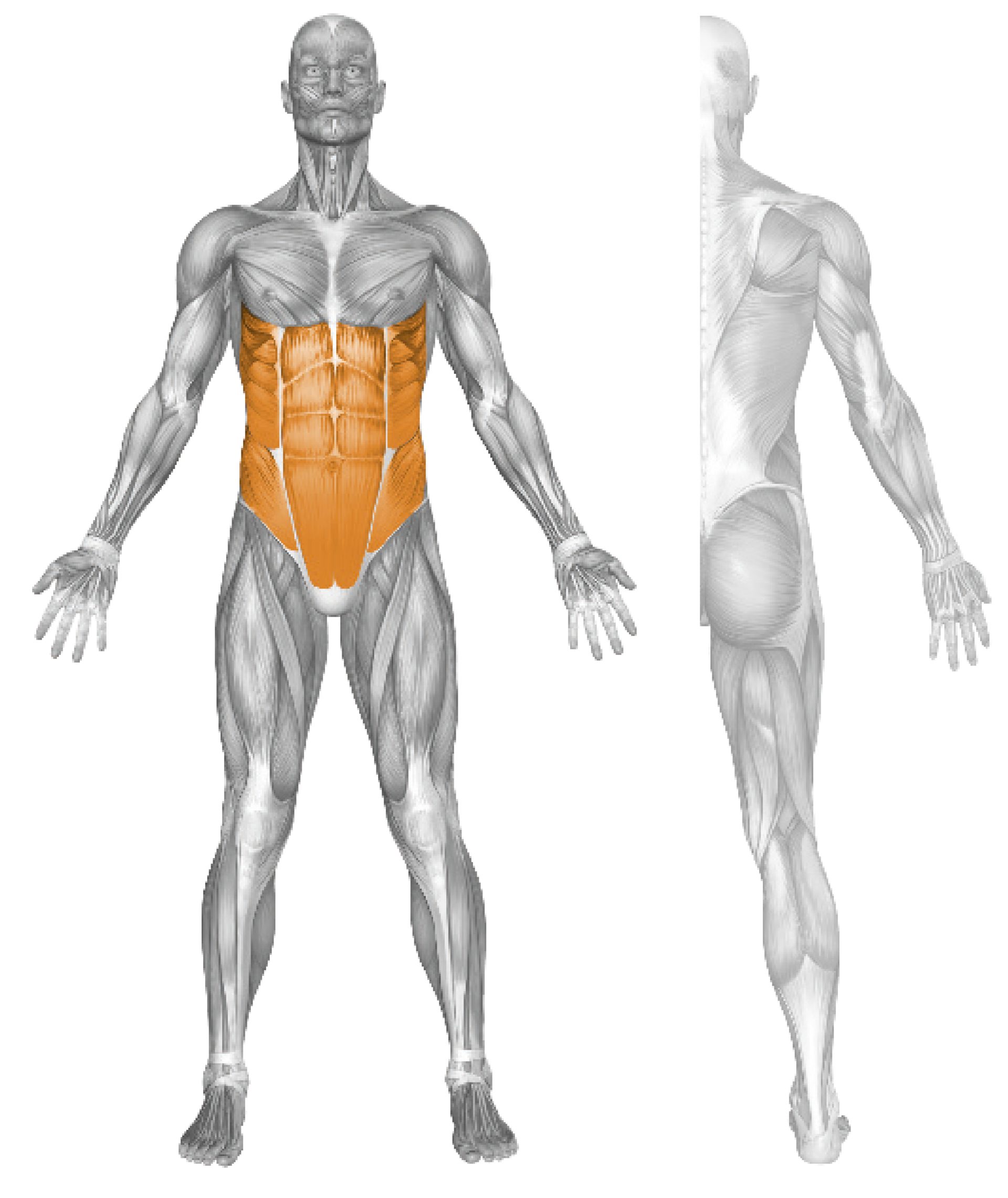 Beispiel Muskelbeanspruchung Training mit Abdominal Bench