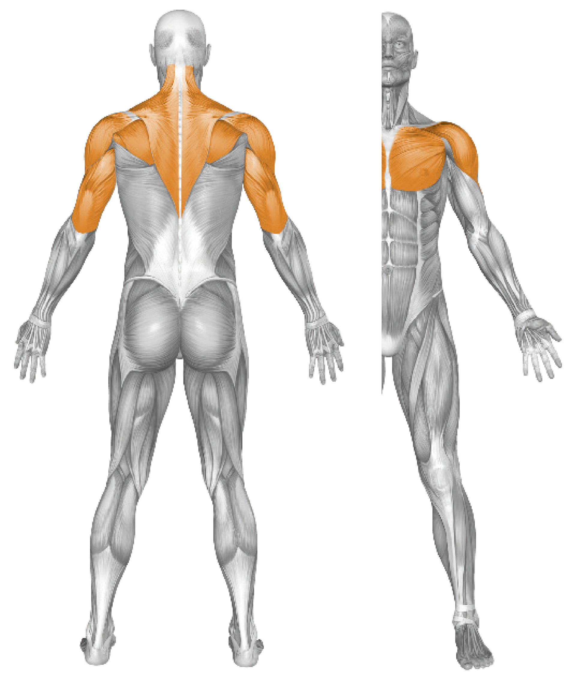 Abbildung Mensch Muskelbeanspruchung